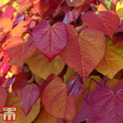 Cercis 'Eternal Flame' -Garden Central Sales Store cersi5