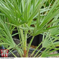 Chamaerops Humilis -Garden Central Sales Store chaM T47762 C1