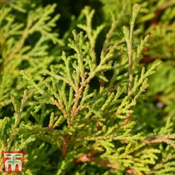 Chamaecyparis Obtusa 'Gitte'