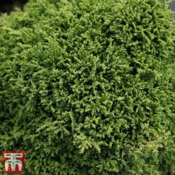 Chamaecyparis Pisifera 'Hime-Sawara'