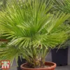 Chamaerops Humilis 'Vulcano'