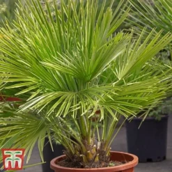 Chamaerops Humilis 'Vulcano'