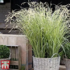 Chlorophytum Saundersiae 'Starlight'