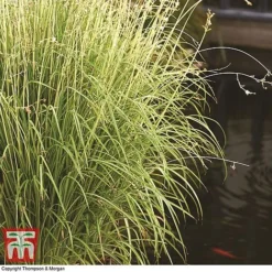 Chlorophytum Saundersiae 'Starlight' -Garden Central Sales Store chlc