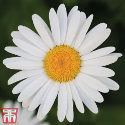 Chrysanthemum 'Silver Princess'