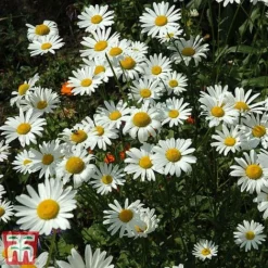 Chrysanthemum 'Silver Princess' -Garden Central Sales Store chry sil