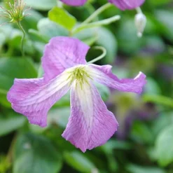 Clematis Viticella -Garden Central Sales Store clem NOW1