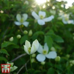 Clematis Montana 'Grandiflora' -Garden Central Sales Store clem mont