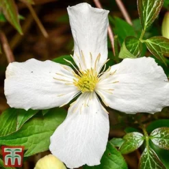 Clematis Montana 'Grandiflora' -Garden Central Sales Store clem mont4