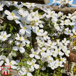 Clematis Montana 'Grandiflora' -Garden Central Sales Store clem mont5