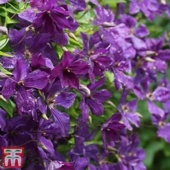Clematis Viticella 'Polish Spirit' -Garden Central Sales Store clem pol3