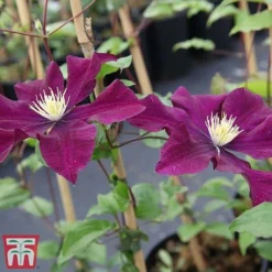 Clematis 'Warszawska Nike' -Garden Central Sales Store clem wars3