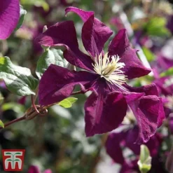 Clematis 'Warszawska Nike' -Garden Central Sales Store clem wars4