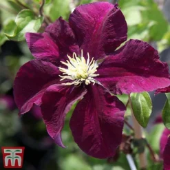Clematis 'Warszawska Nike' -Garden Central Sales Store clem wars5