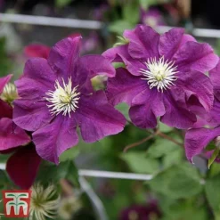 Clematis 'Warszawska Nike' -Garden Central Sales Store clem wars6