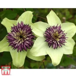 Clematis Florida 'Sieboldii' -Garden Central Sales Store clemat