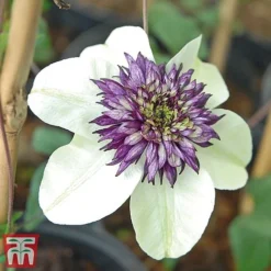 Clematis Florida 'Sieboldii' -Garden Central Sales Store clems