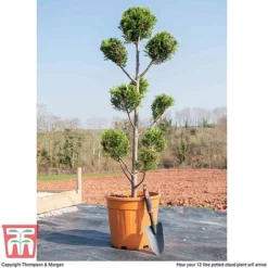 Leyland Cypress 'Castlewellan' Topiary -Garden Central Sales Store cloud