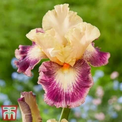 Iris Premium Collection -Garden Central Sales Store comme1