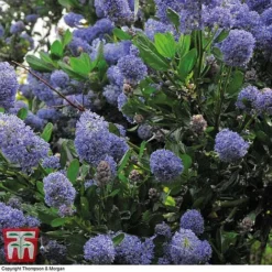 Ceanothus 'Concha' -Garden Central Sales Store conch2