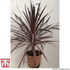 Cordyline 'Red Star' -Garden Central Sales Store cord reds