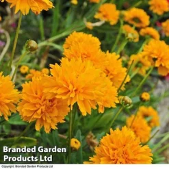 Perennial Pollinator Collection -Garden Central Sales Store core gold