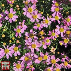 Coreopsis Rosea 'American Dream' -Garden Central Sales Store coreopsis american dream3