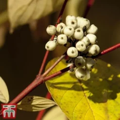 Cornus Alba 'Sibirica Variegata' -Garden Central Sales Store corn sib3