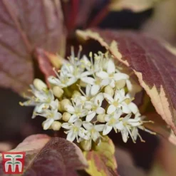 Cornus Alba 'Sibirica Variegata' -Garden Central Sales Store corn sib4
