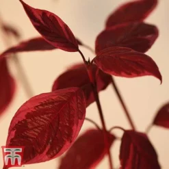 Cornus Alba 'Sibirica Variegata' -Garden Central Sales Store corn sib5
