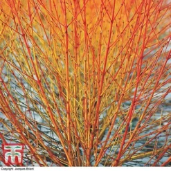 Cornus Sanguinea 'Winter Beauty'