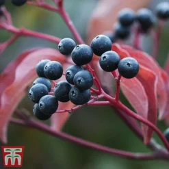 Cornus Sanguinea 'Winter Beauty' -Garden Central Sales Store corn wint