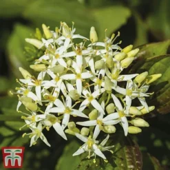 Cornus Sanguinea 'Winter Beauty' -Garden Central Sales Store corn wint2