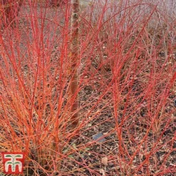 Cornus Sanguinea 'Winter Beauty' -Garden Central Sales Store corn wint4