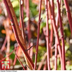 Cornus Sanguinea 'Winter Beauty' -Garden Central Sales Store corn wint5