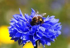 Cornflower Seed Bag - 100 Balls -Garden Central Sales Store cornflower20with20bee
