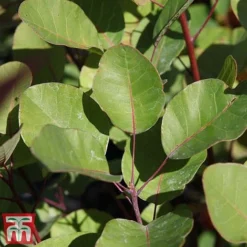 Cotinus Coggygria -Garden Central Sales Store cotti