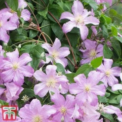 Clematis 'Comtesse De Bouchaud' -Garden Central Sales Store countes