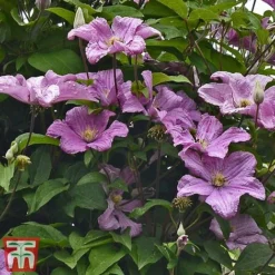 Clematis 'Comtesse De Bouchaud' -Garden Central Sales Store countess
