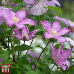 Clematis 'Comtesse De Bouchaud' -Garden Central Sales Store coutne