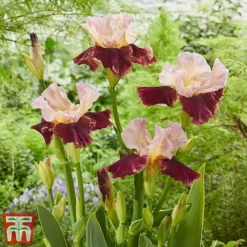 Iris Premium Collection -Garden Central Sales Store cran1