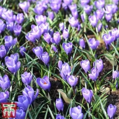 Crocus 'Grand Maitre' -Garden Central Sales Store cro grand