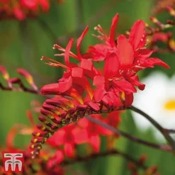 Perennial Saver Collection -Garden Central Sales Store crocosmia1