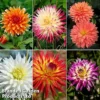 Dahlia 'Cactus Collection'