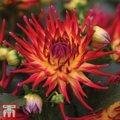 Dahlia 'Rouge Collection' -Garden Central Sales Store dahlia42