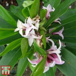 Daphne 'Perfume Princess' -Garden Central Sales Store dap