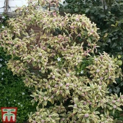 Daphne Odora 'Rebecca' -Garden Central Sales Store daphne rebecca 2