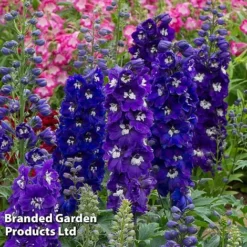 Perennial Pollinator Collection -Garden Central Sales Store delp dar