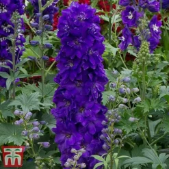 Delphinium Magic Fountains 'Dark Blue Dark Bee'