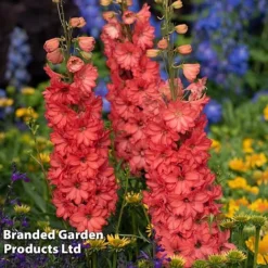 Delphinium 'Red Lark' 6 Delphinium 'Red Lark' -Garden Central Sales Store delp red2